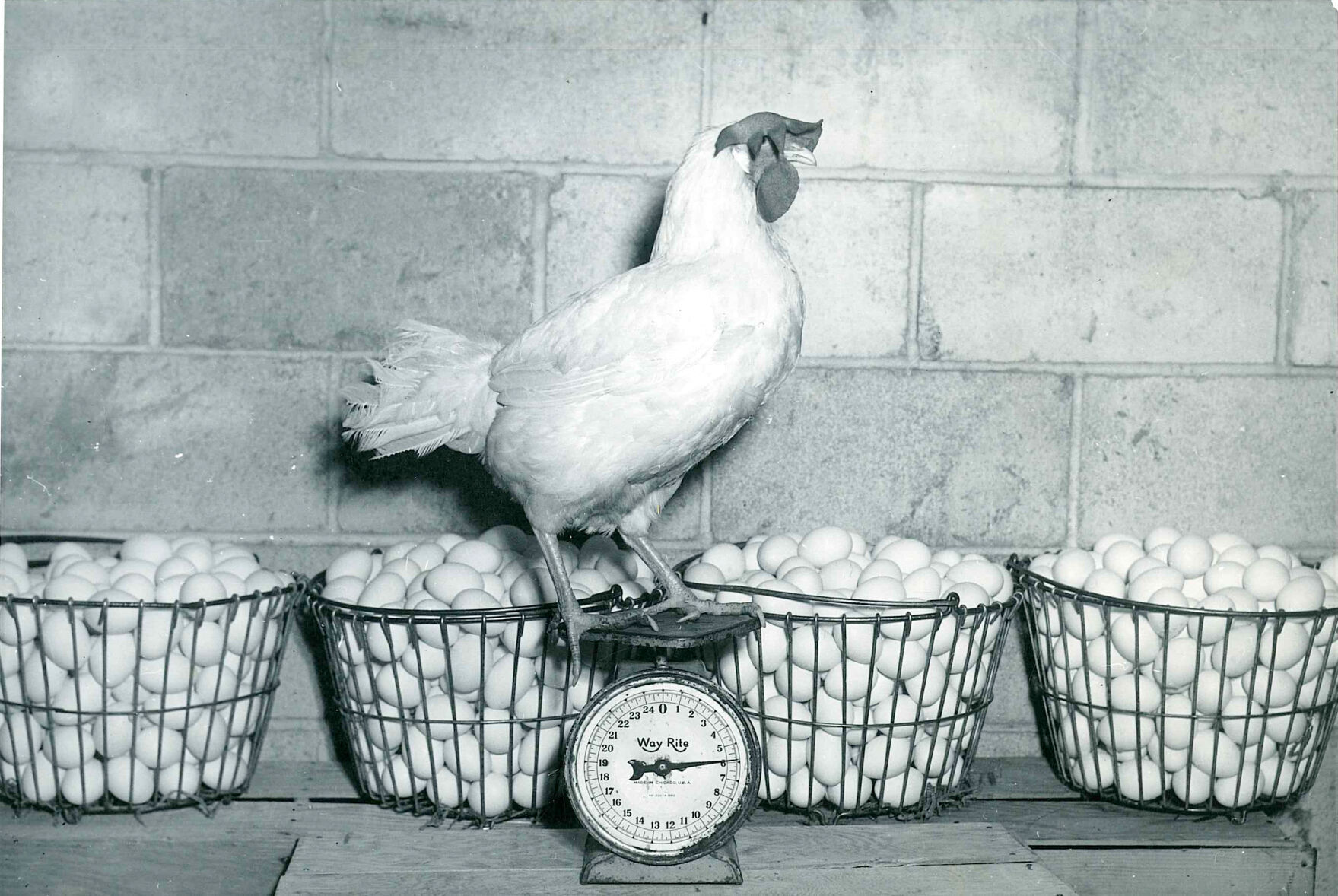 Chicken on eggs